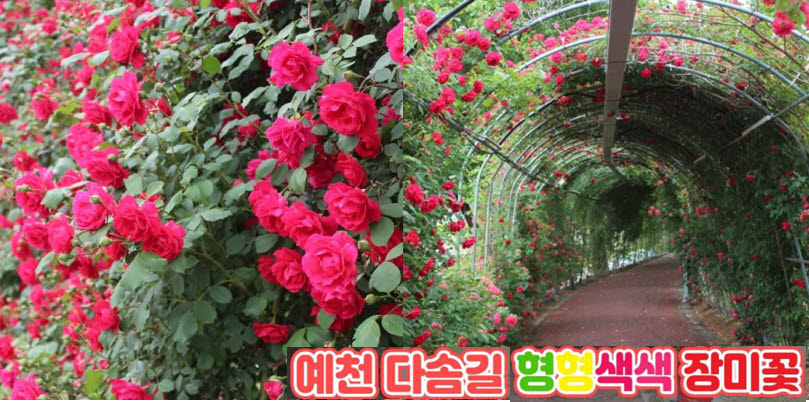 2.한천산책로 '다솜길' 알록달록 장미터널